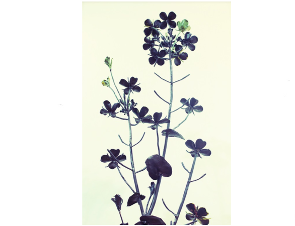 ロートアイアンオブジェ菜の花の裏からの写真